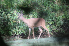 Odocoileus virginianus