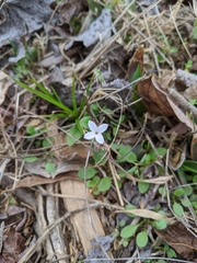 Houstonia caerulea
