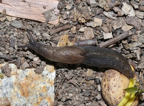 Greenhouse Slug (Land Snails & Slugs of Casey, VIC, AU) · iNaturalist