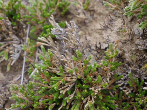 iNaturalist observation photo of Bigelow's Spikemoss
