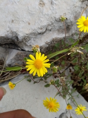 Perityle leptoglossa