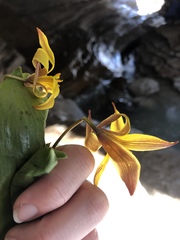 Erythronium rostratum
