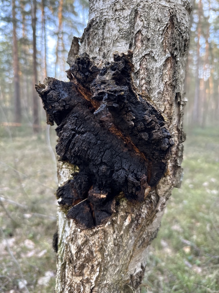 Inonotus obliquus · April 2026 · photo: © stanislav_murashkin (iNaturalist, cc-by)