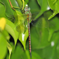 Coryphaeschna viriditas