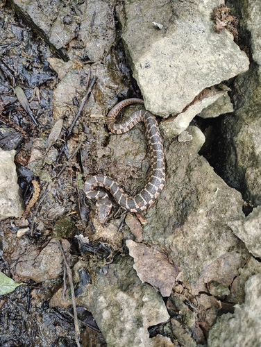 Plain-bellied Watersnake
