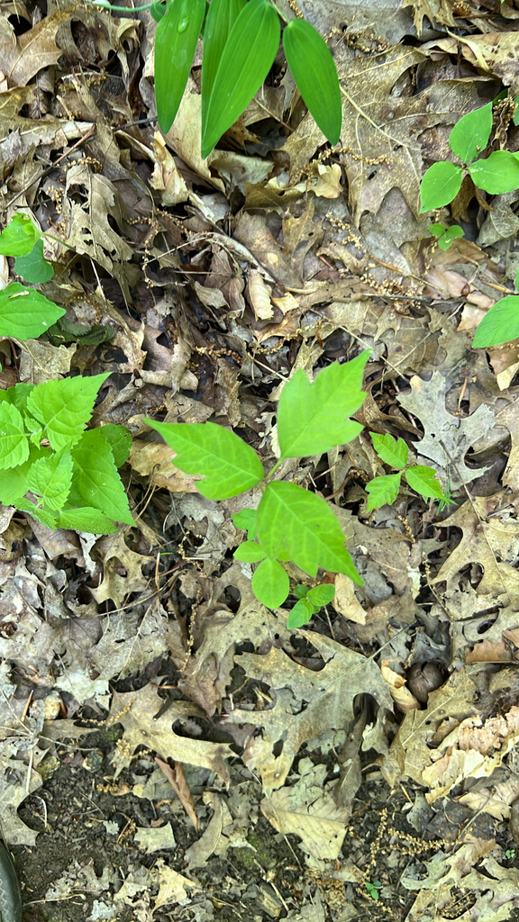 eastern poison ivy from Broad Run Pkwy, Louisville, KY, US on April 25 ...
