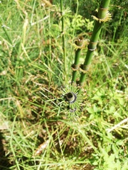Equisetum myriochaetum