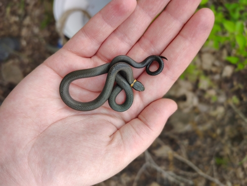 Ring-necked Snake