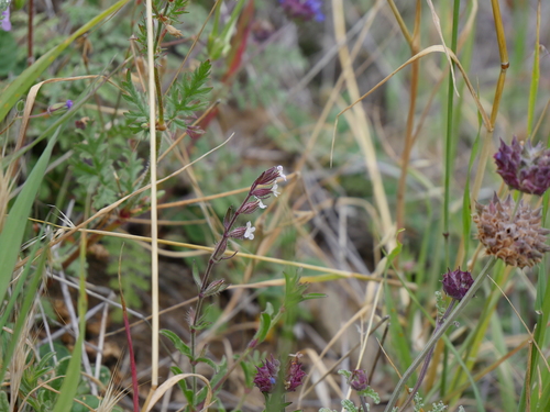 iNaturalist observation photo of Small-flowered Catchfly