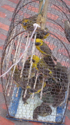 Ploceus hypoxanthus