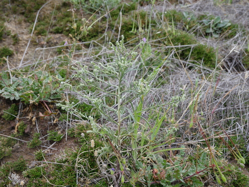 iNaturalist observation photo of flaccid cryptantha