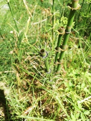 Equisetum myriochaetum