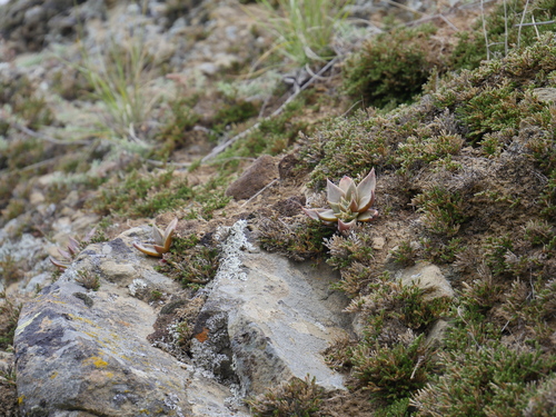 iNaturalist observation photo of Liveforever