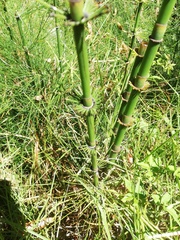 Equisetum myriochaetum
