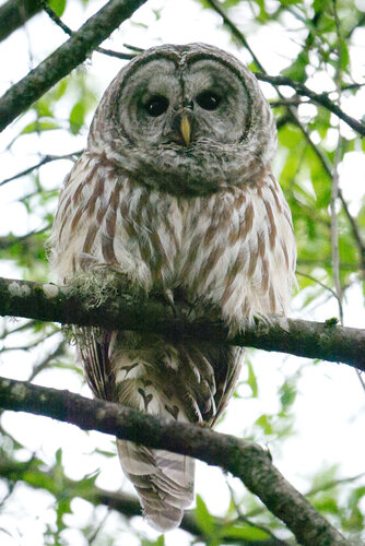 Barred Owl