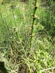 Equisetum myriochaetum