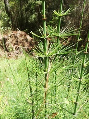 Equisetum myriochaetum