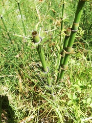 Equisetum myriochaetum