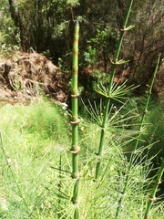 Equisetum myriochaetum
