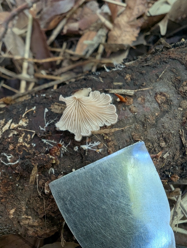 Schizophyllum commune · April 2026 · photo: © atsushi_nakajima_cirque (iNaturalist, cc-by)
