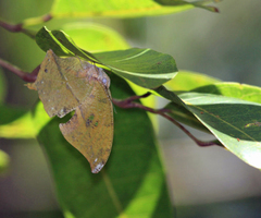 Zaretis callidryas
