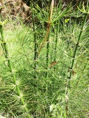 Equisetum myriochaetum
