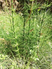 Equisetum myriochaetum
