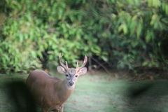 Odocoileus virginianus
