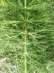 Equisetum myriochaetum