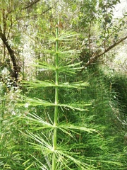 Equisetum myriochaetum