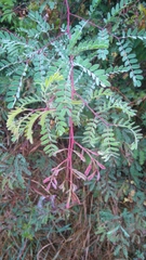 Mimosa malacophylla