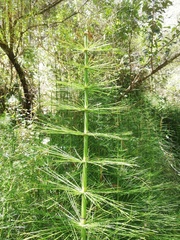 Equisetum myriochaetum