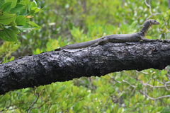 Varanus indicus