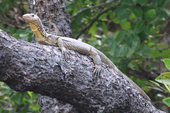 Varanus indicus