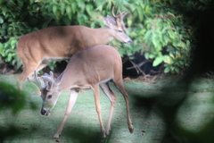 Odocoileus virginianus