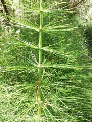 Equisetum myriochaetum