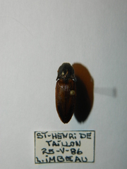 Ctenicera kendalli