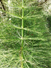 Equisetum myriochaetum