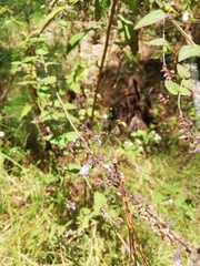 Salvia protracta