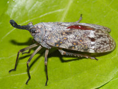 Enchophora sanguiflua