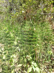 Equisetum myriochaetum