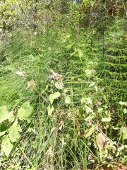 Equisetum myriochaetum