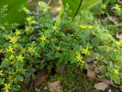 Sedum actinocarpum