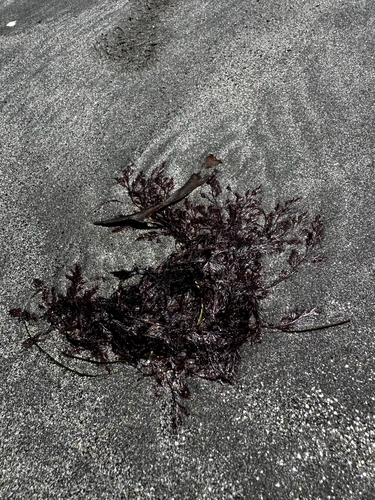 Pterochondria woodii observed 2026-04-25