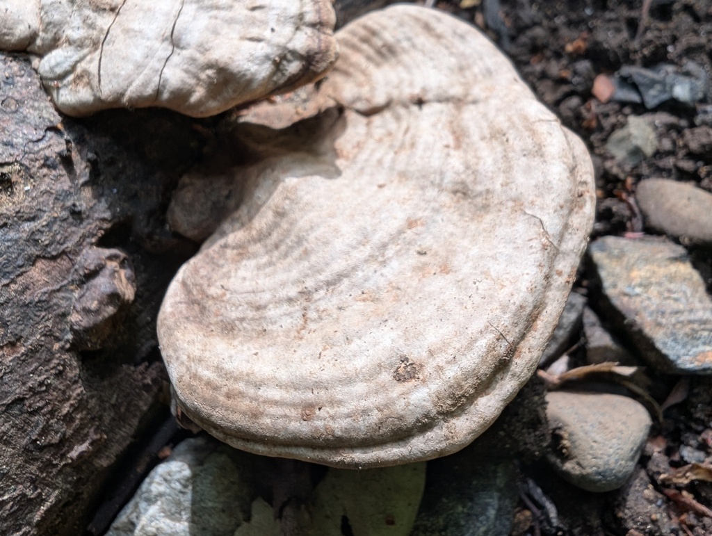 Ganoderma applanatum · April 2026 · photo: © atsushi_nakajima_cirque (iNaturalist, cc-by)