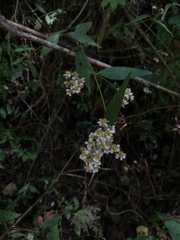 Alloispermum integrifolium
