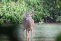 Odocoileus virginianus