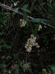 Alloispermum integrifolium