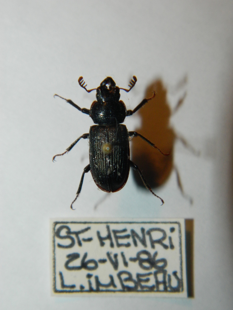 Aspen Stag beetle
