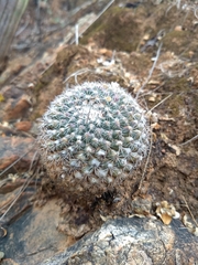 Mammillaria standleyi